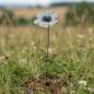 Preview: Zauberhafter Gartenstecker Glasblume weiß mit lila Rand - ca. 100 cm - Gartendekoration